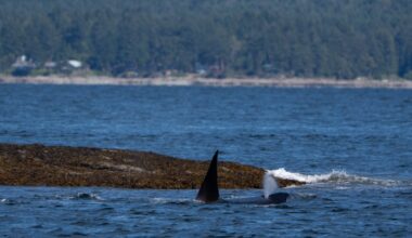 How to see whales in Vancouver without leaving the land