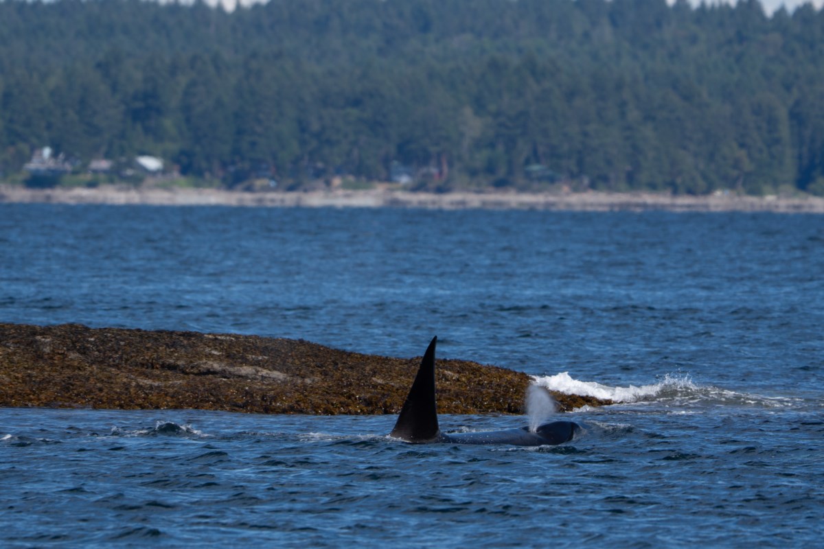 How to see whales in Vancouver without leaving the land