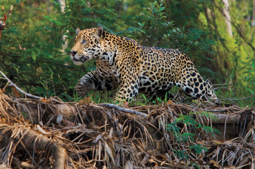 Brazil’s Pantanal region is often called the jaguar capital of the world.