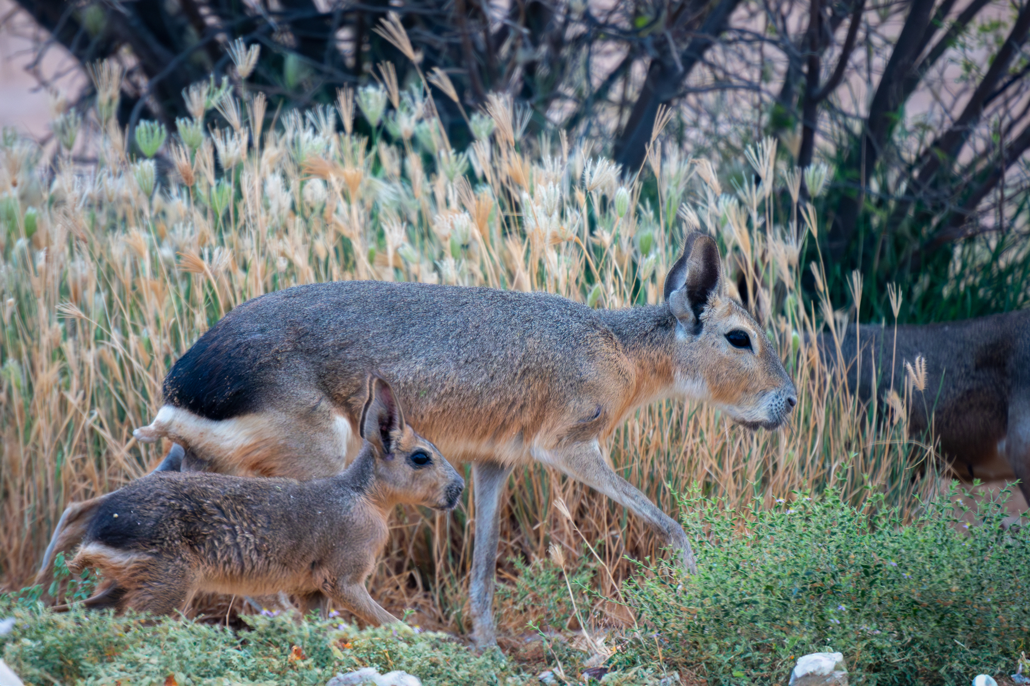 PATAGONIAN MARA MOTHER AND BABY WALKING BY A BUSH