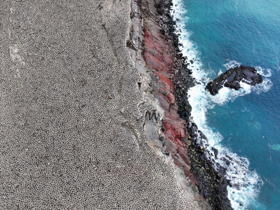 A penguin colony on Zavodovski Island.