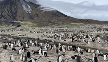 The planet’s largest penguin colony just lost its title