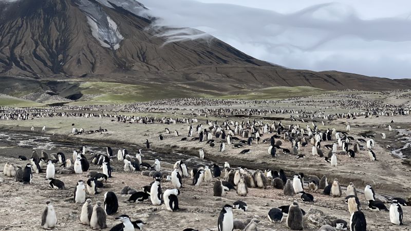 The planet’s largest penguin colony just lost its title