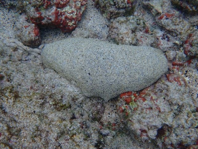 An Unassuming Sea Cucumber Has an Astonishing 120-Year Lifespan