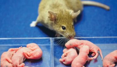 Sex-changing mouse clones may help fight to save endangered species