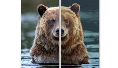 Art exhibit reimagines Canmore wildlife photographer John E. Marriott's photos in new way