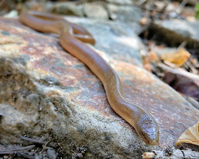 A northern rubber boa stretched across a sunlit rock