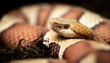 The National Forests With The Most Copperheads