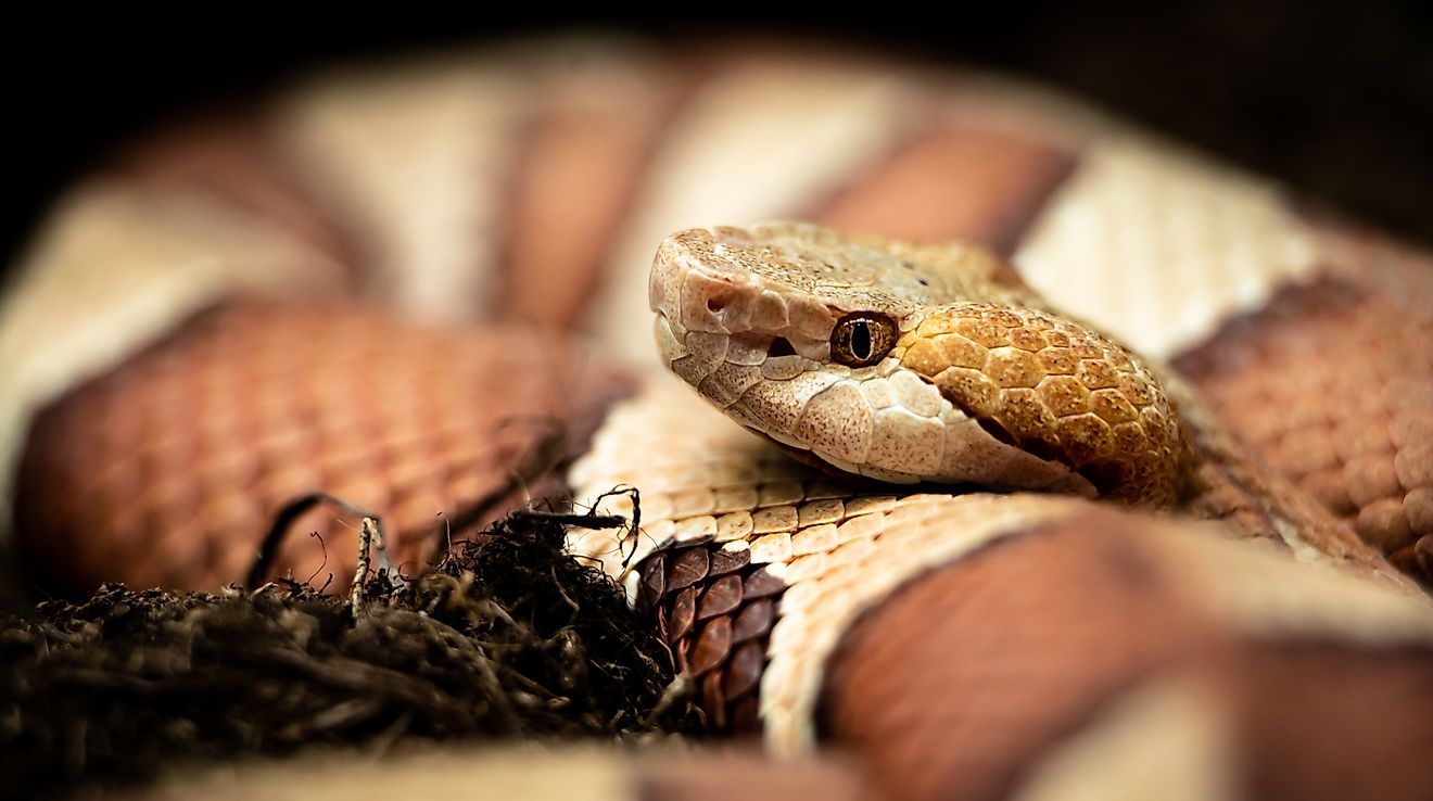 The National Forests With The Most Copperheads