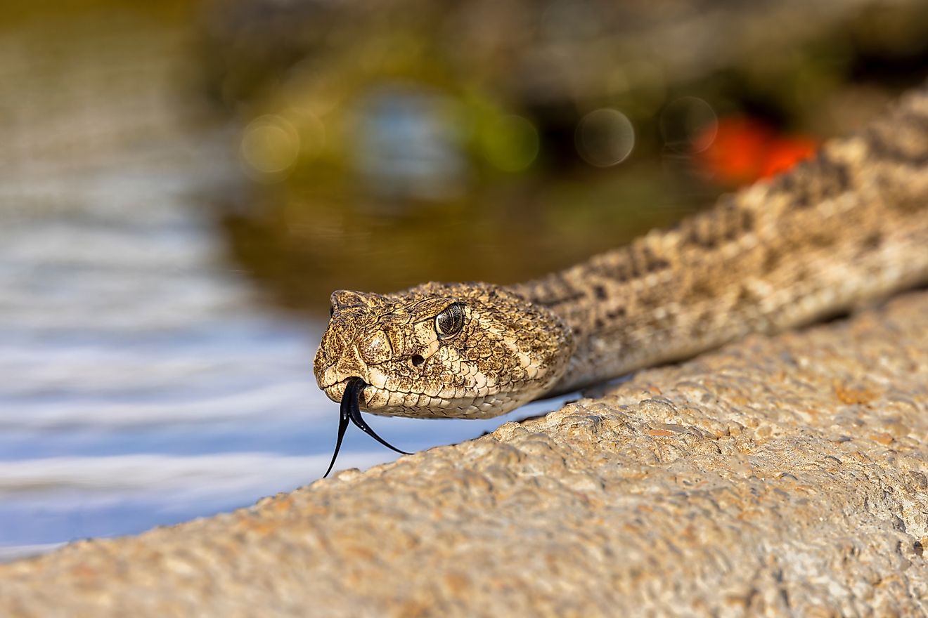 The Most Snake Infested Rivers In Oregon