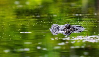 How Far Up The Mississippi Alligators Have Been Found