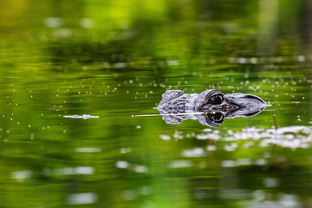 How Far Up The Mississippi Alligators Have Been Found