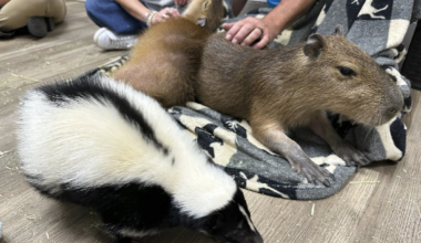 A skunk crawls by a capybara at the Capybara Cafe in St. Augustine, Fla., March 14, 2025.