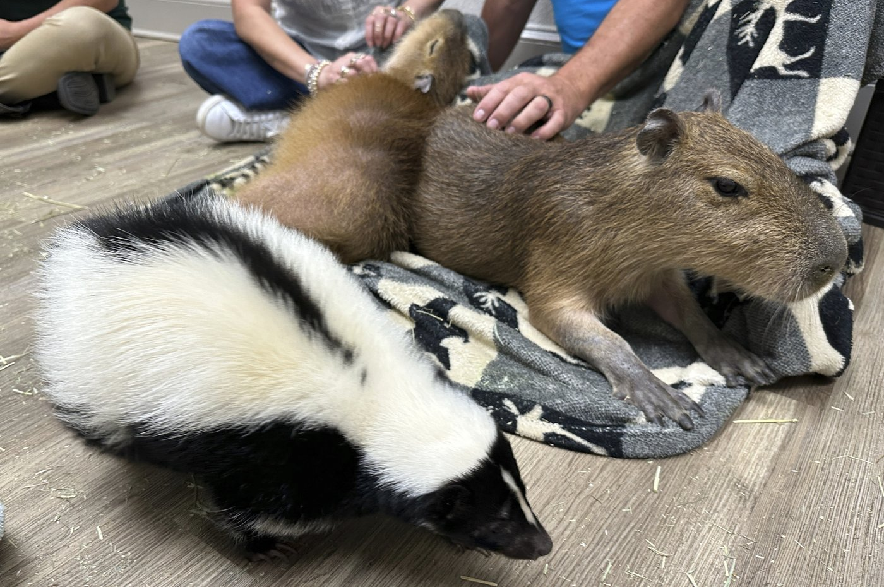 A skunk crawls by a capybara at the Capybara Cafe in St. Augustine, Fla., March 14, 2025.
