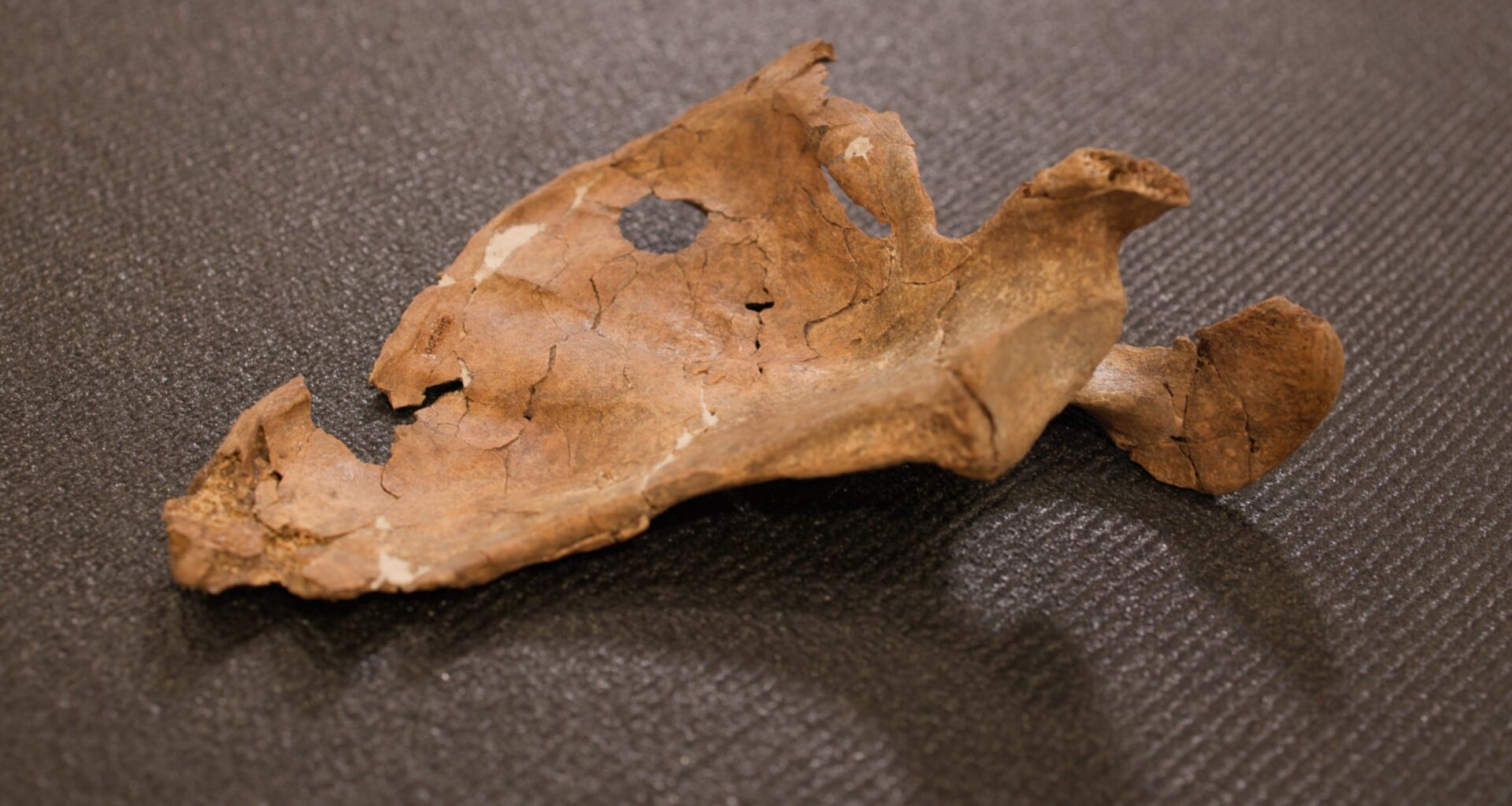 Ancient Hole in Neanderthal Shoulder Blade May Be The Oldest Spear Attack Ever Discovered : ScienceAlert