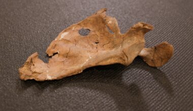 Ancient Hole in Neanderthal Shoulder Blade May Be The Oldest Spear Attack Ever Discovered : ScienceAlert
