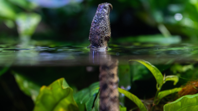 The snake that tricks fish into swimming straight into its mouth: How could a snake respond so effectively to the movement of prey that had not yet happened?