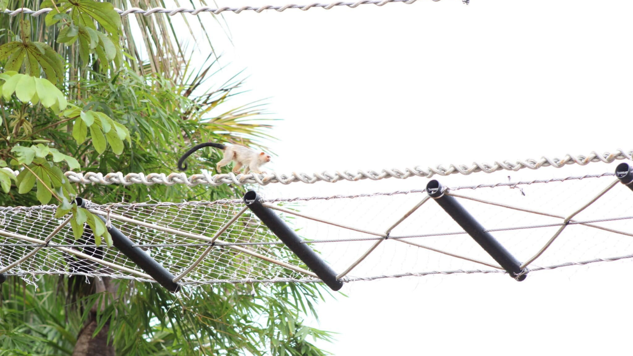 The current bridge has a multilayer design that suits animals that move in different ways (Image: Maelle Lima de Freitas) The current bridge has a multilayer design that suits animals that move in different ways (Image: Maelle Lima de Freitas)