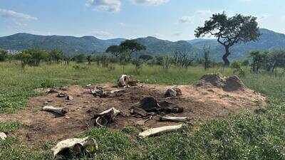 What happens when elephants die? Study sparked by tusker Alexander’s death reveals carcasses raise soil nitrogen 3,000 times and transform African grasslands for at least eight years