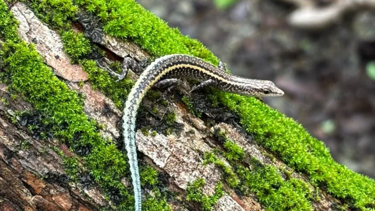 The small (10–12 centimetres), insect-eating lizards have dark, striped bodies with distinctive bright blue tails (Image: Parks Australia) The small (10–12 centimetres), insect-eating lizards have dark, striped bodies with distinctive bright blue tails (Image: Parks Australia)