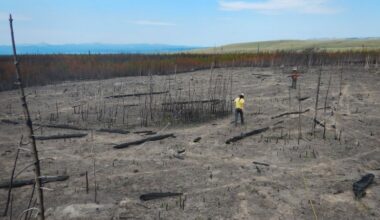 Wildfires across the US are changing forest landscapes