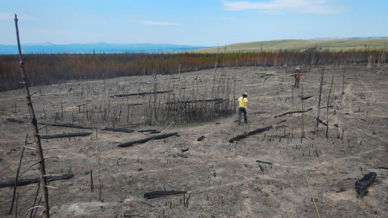 Wildfires across the US are changing forest landscapes