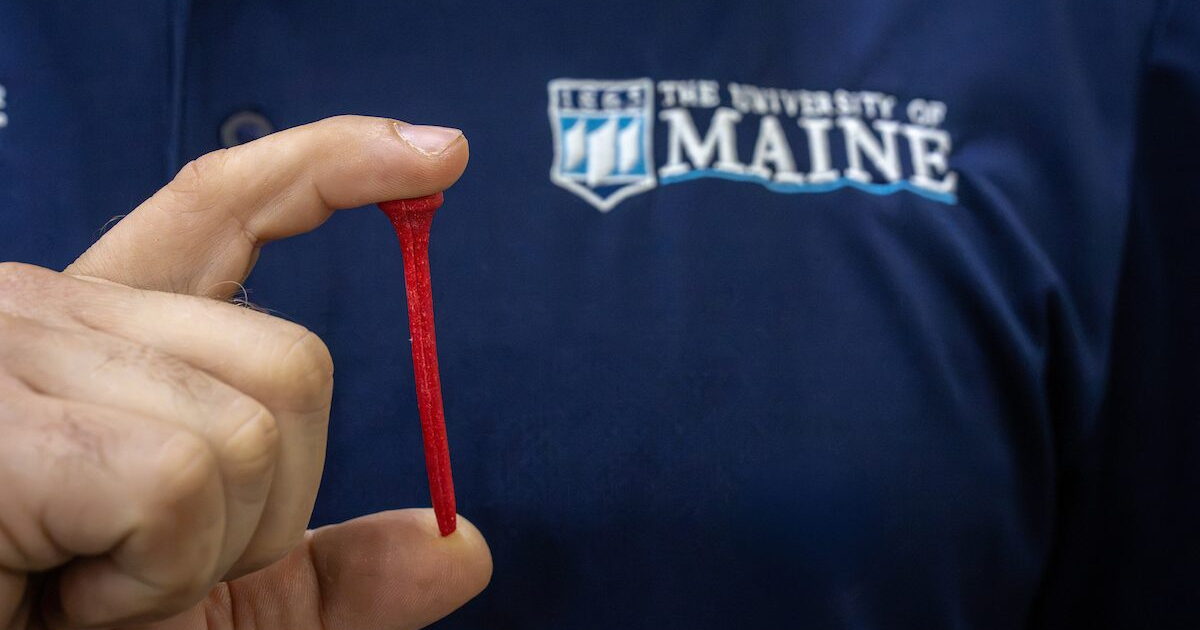 Discarded lobster shells hit the greens as biodegradable golf tees