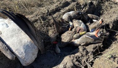 Conservation officers investigate discarded ducks, cranes near Craven - DiscoverMooseJaw.com