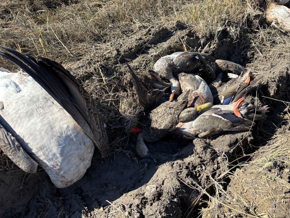 Conservation officers investigate discarded ducks, cranes near Craven - DiscoverMooseJaw.com