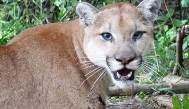 Potential cougar sighting in Central Saanich