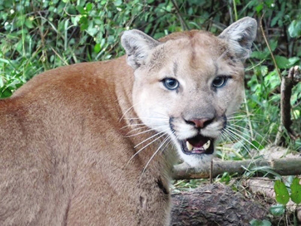 Potential cougar sighting in Central Saanich