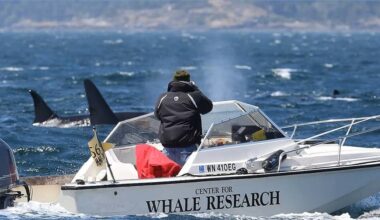 Southern resident orca population inches up, but still low