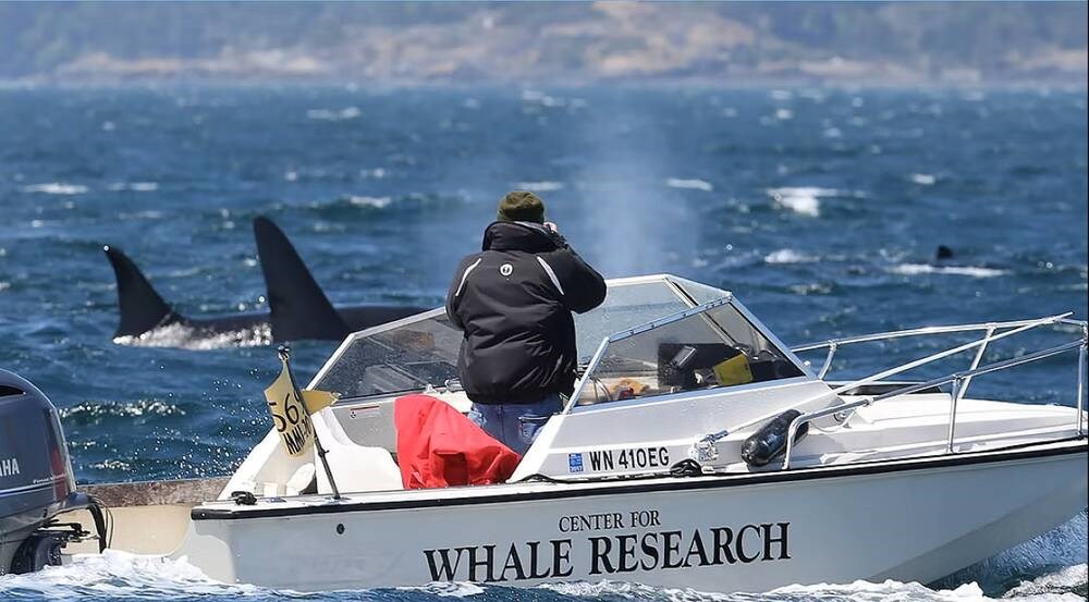 Southern resident orca population inches up, but still low