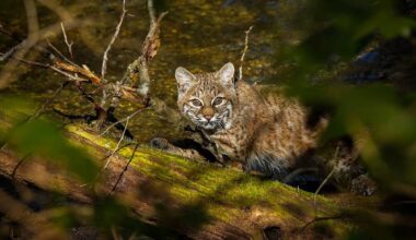 BC wildlife photography: Baby bobcat spotted in North Van