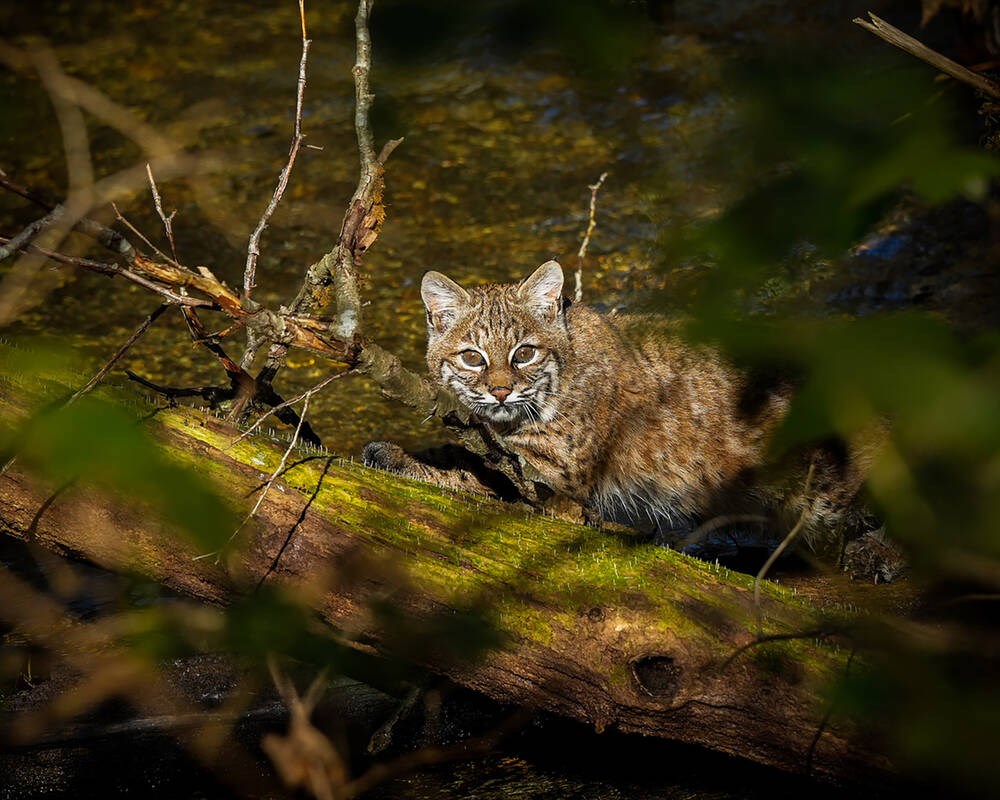 BC wildlife photography: Baby bobcat spotted in North Van