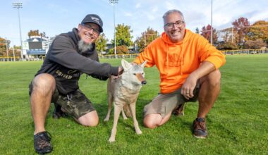 Coyote decoys help keep geese out of Royal Athletic Park