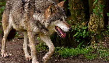 A gray wolf walks in the forest in a file photo.
