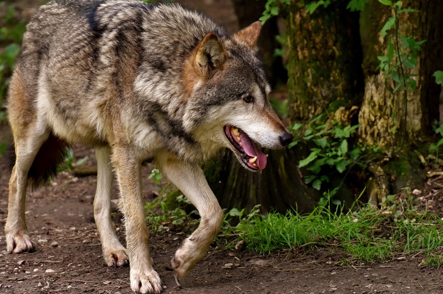A gray wolf walks in the forest in a file photo.