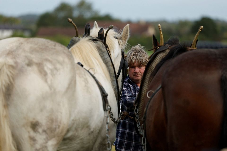 A man competes in the horse ploughing event at the Irish National Ploughing Championships in Screggan. Pic: REUTERS/Clodagh Kilcoyne