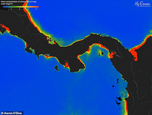 However, this year (pictured), the upwelling and the bloom of life have failed to materialise leading to low levels of chlorophyll in the water