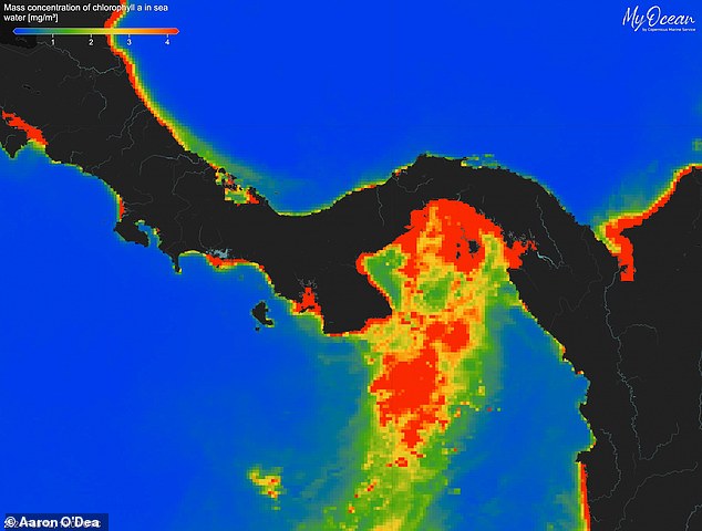 In a normal year like 2024 (pictured) the upwelling of nutrient-rich water causes a bloom of ocean life seen as an increased