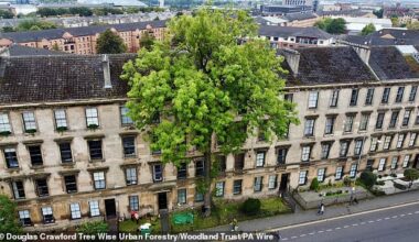 Glasgow 's 'Argyle Street Ash' won the honour after being nominated by the public as this year's wildcard entry