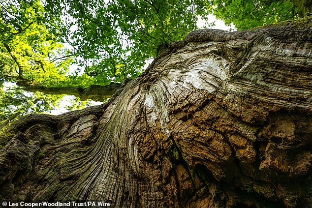 The Glasgow tree narrowly beat the 'King of Limbs' oak that inspired a Radiohead album