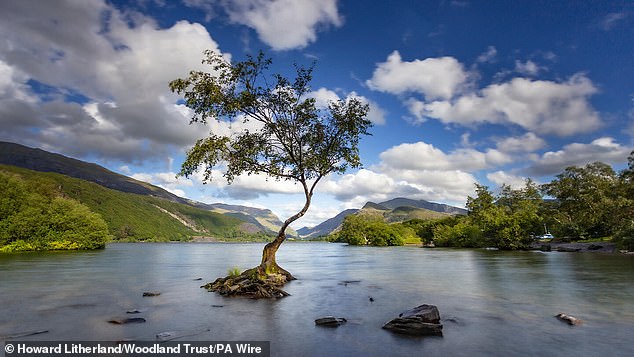 Pictured: The 'Lonely Tree', which sits on the edge of the Llyn Padarn lake in North Wales