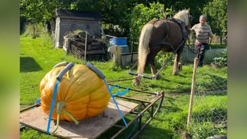 Matt Peskett A horse pulling a cart, which is loaded with a 150kg orange pumpkin. The horse is pulling the pumpkin out of a garden.