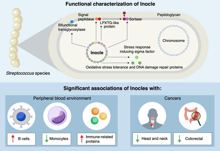 Functional characterization of Inocle