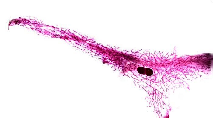Mouse mammary gland before first pregnancy