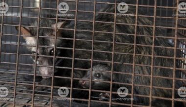 Civets in a cage. Photo: Manorama Archives