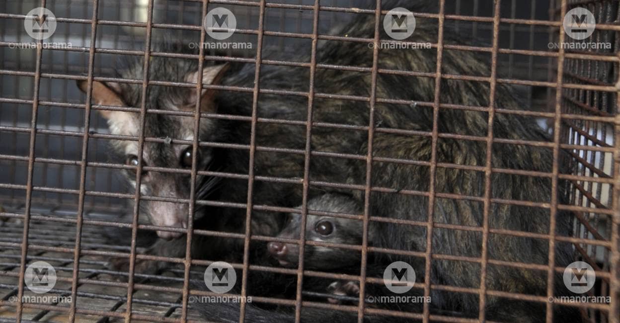 Civets in a cage. Photo: Manorama Archives