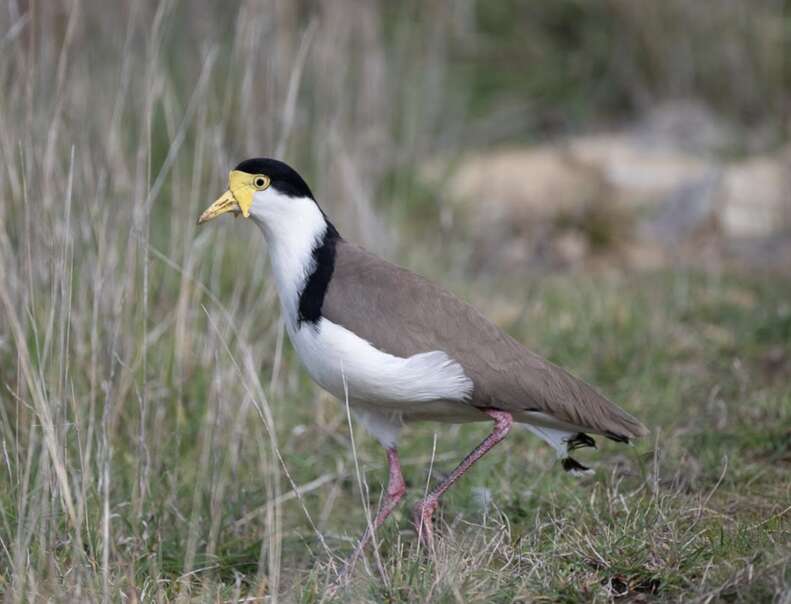 masked lapwing bird 